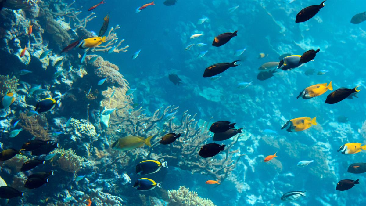 Responding to World Oceans Day (June 8), Vietnam Sea and Islands Week